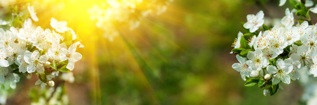 Banner 3:1. Cherry blossom in full bloom with sun lights against